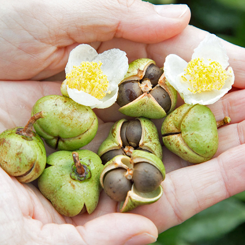 Japanese Green Tea Seed Oil Pressing Experience
